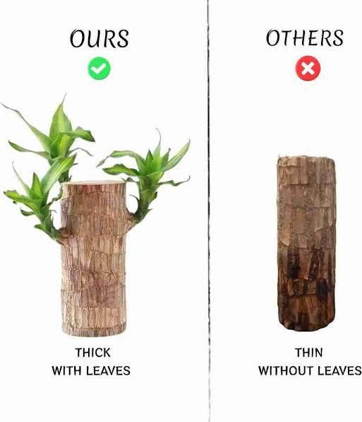 AureaWood™Brazilian Decor Set