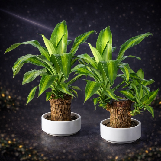 AureaWood™Brazilian Decor Set